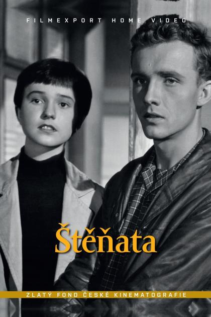 Stenata