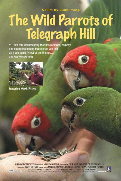 Wild Parrots of Telegraph Hill